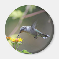 Summer Hummer