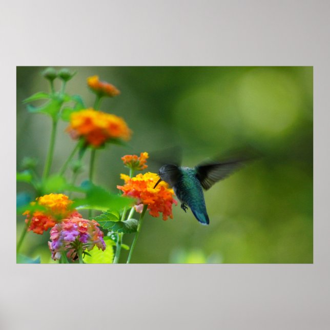Summer Hummer Poster (Vorne)
