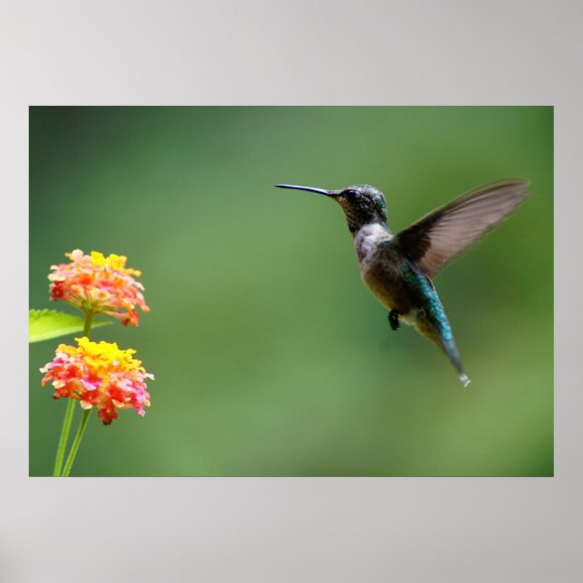Summer Hummer Poster (Vorne)