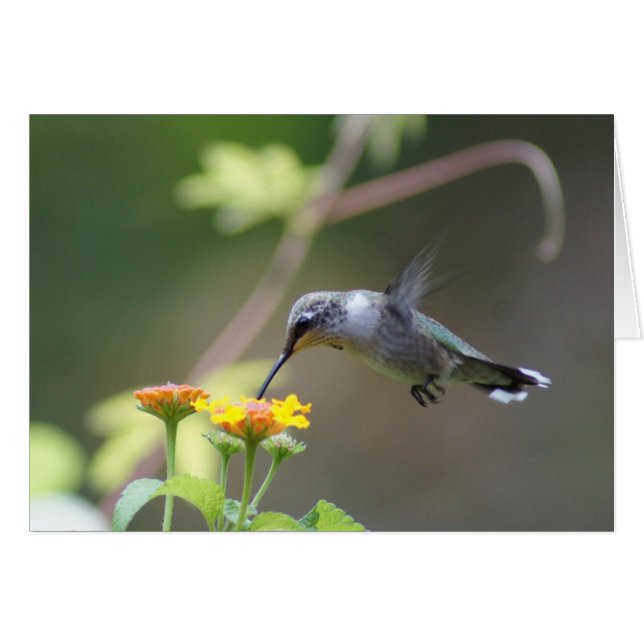 Summer Humming (Vorderseite (Horizontal))