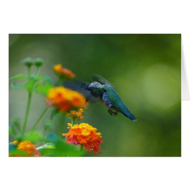 Summer Humming (Vorderseite (Horizontal))