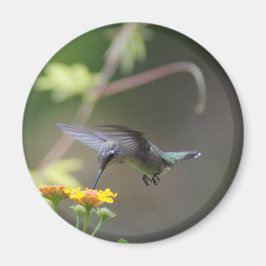 Summer Humming Magnet