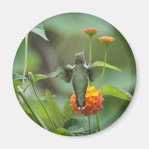 Summer Humming Magnet