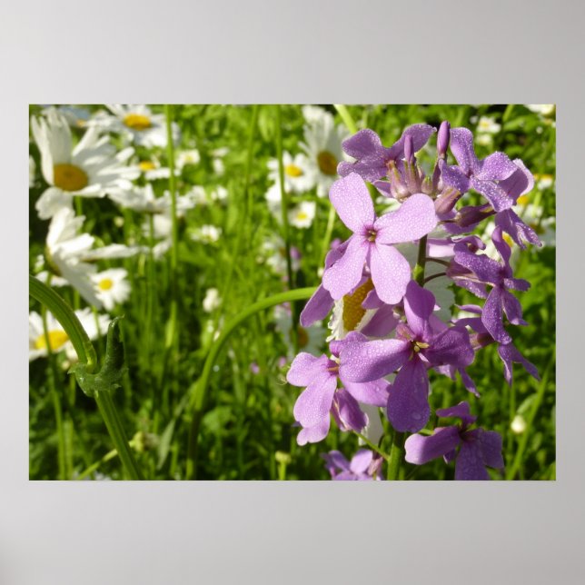 Summer Lilac und Daisies Poster (Vorne)