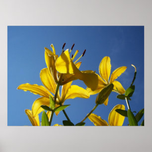Summer Lilies Serie 1 Poster