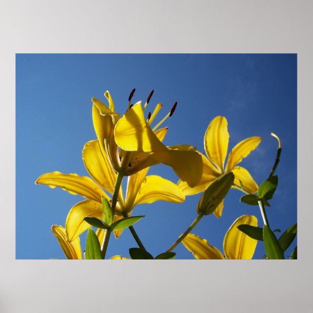 Summer Lilies Serie 1 Poster (Vorne)