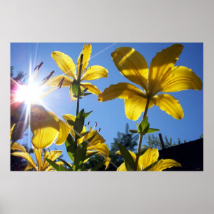 Summer Lilies Serie 4 Poster