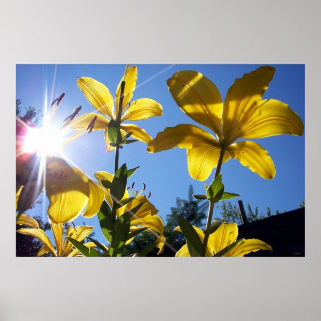 Summer Lilies Serie 4 Poster (Vorne)
