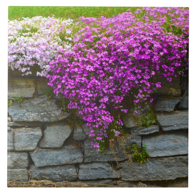 Summer Phlox Tile Fliese (Vorderseite)