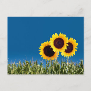 Summer Post Cards Postkarte