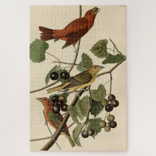 Summer Red Bird (Tanager) Audubon Birds of America