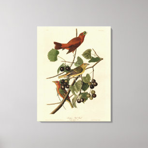 Summer Red Bird (Tanager) Audubon Birds of America Leinwanddruck