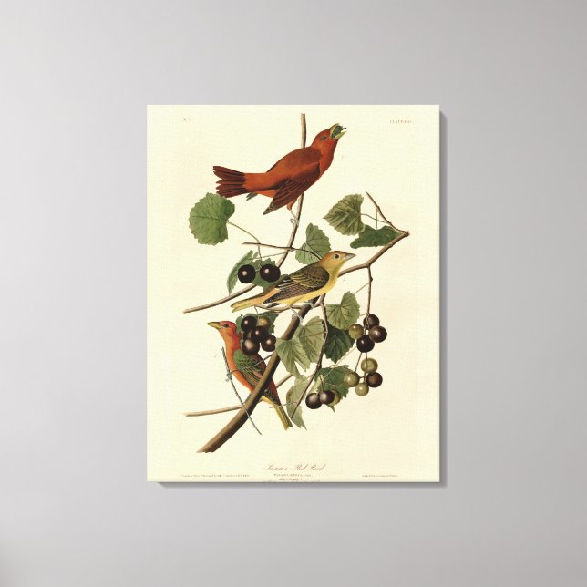 Summer Red Bird (Tanager) Audubon Birds of America Leinwanddruck (Vorderseite)