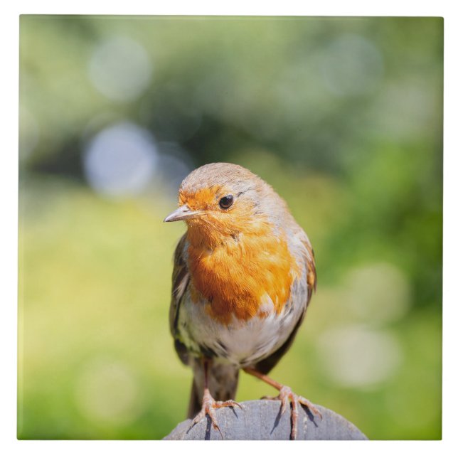 Summer Robin Fliese (Vorderseite)