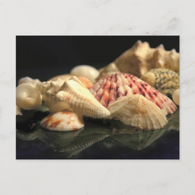 Summer Seashell Collection Postcard Postkarte (Vorderseite)