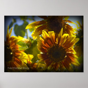 Summer Sunflower Black Vinette Poster