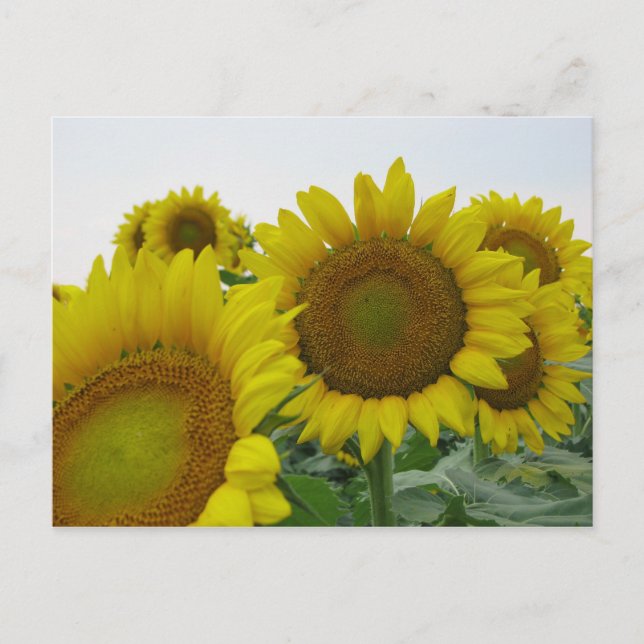 Summer Sunflower Series Postkarte (Vorderseite)