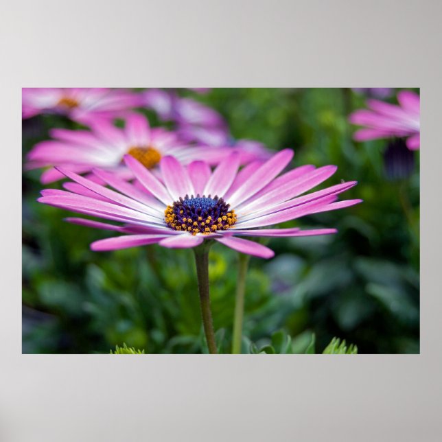 Summer Sunshine Poster (Vorne)