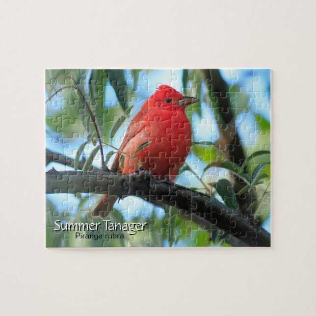 Summer Tanager Bird (Horizontal)