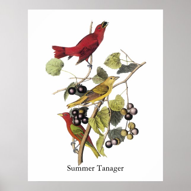 Summer Tanager von John Audubon Poster (Vorne)
