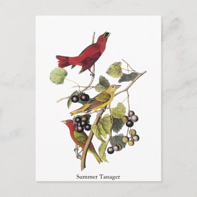 Summer Tanager von John Audubon Postkarte (Vorderseite)