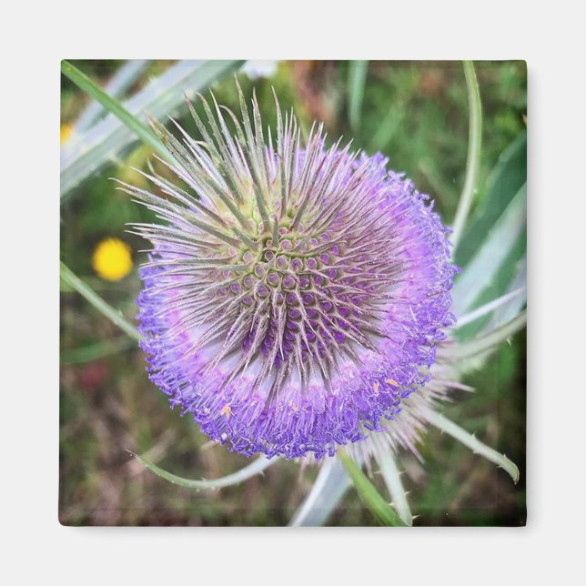 Summer Thistle Blume Magnet (Vorne)