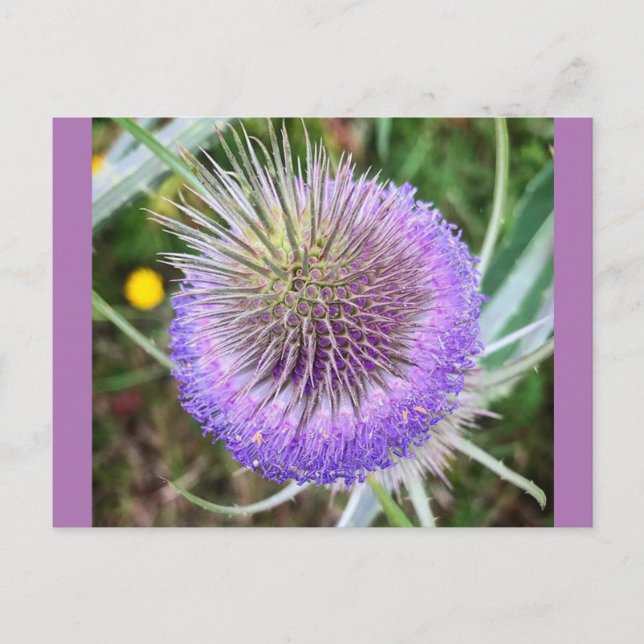 Summer Thistle Blume Postkarte (Vorderseite)
