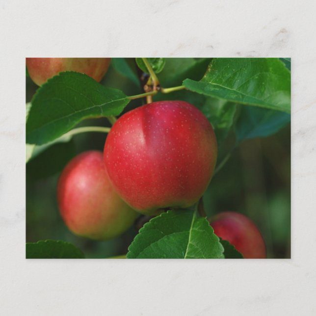 Summerapfel Postkarte (Vorderseite)