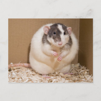 Sumo Postkarte
