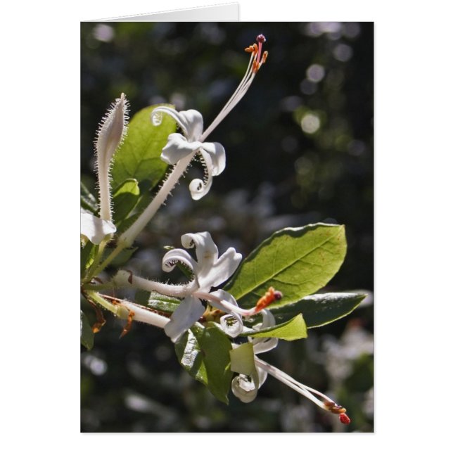 Sumpf-Azalee (Vorne)