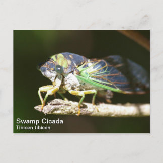 Sumpf Cicada Postkarte