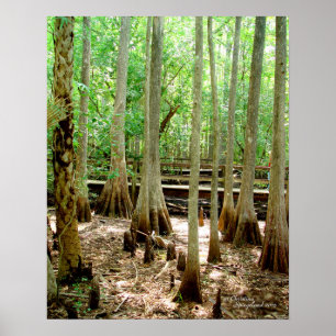 Sumpf-Cypress-Bäume Waldposter Poster