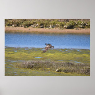 Sumpf-Habicht-Wandkunst Feuchtgebiets-Wildlife-D Poster