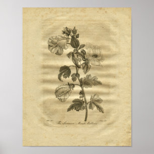 Sumpf-Malven Culpeper Kräuterdruck 1817 Poster
