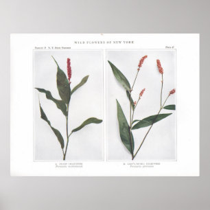 Sumpf Smartweed - Persicaria muhlenbergii Poster