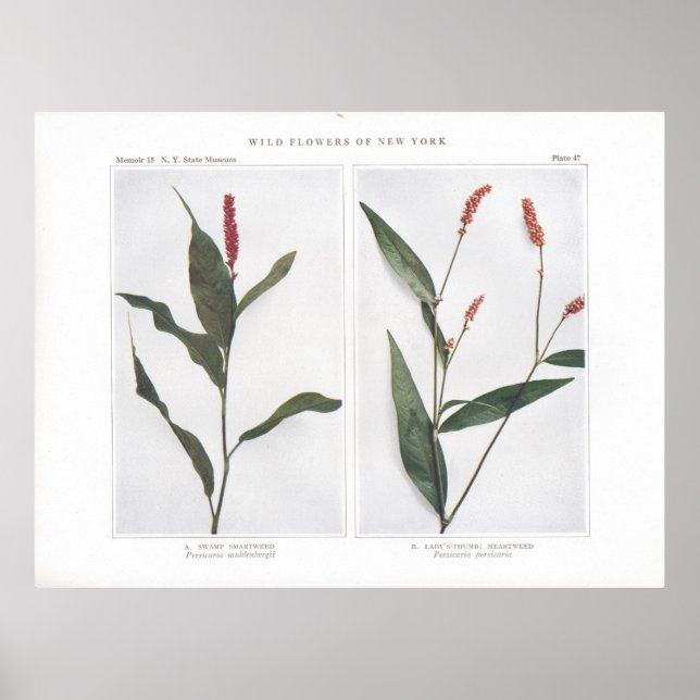 Sumpf Smartweed - Persicaria muhlenbergii Poster (Vorne)