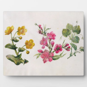 Sumpfdotterblume, Japonica, Veilchen (w/c auf Papi Fotoplatte
