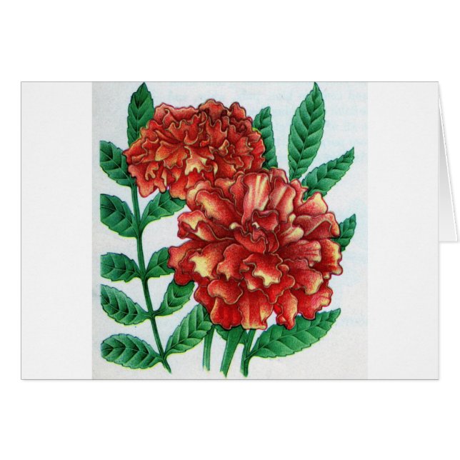 Sumpfflossen (Vorderseite (Horizontal))