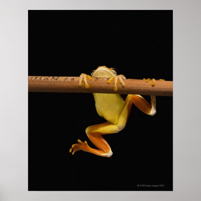 Sumpffrosch (Limnonectes Leytensis) Poster (Vorne)