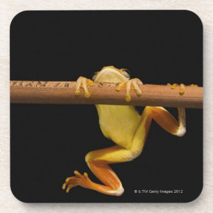 Sumpffrosch (Limnonectes Leytensis) Untersetzer