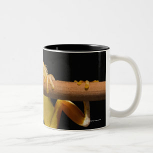 Sumpffrosch (Limnonectes Leytensis) Zweifarbige Tasse