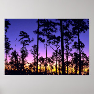 Sumpfgebiet-Nationalpark, Pinelands Bereich, Poster