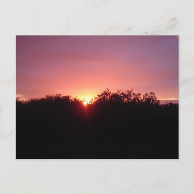 Sumpfgebiet-Sonnenuntergang über den Bäumen Postkarte (Vorderseite)