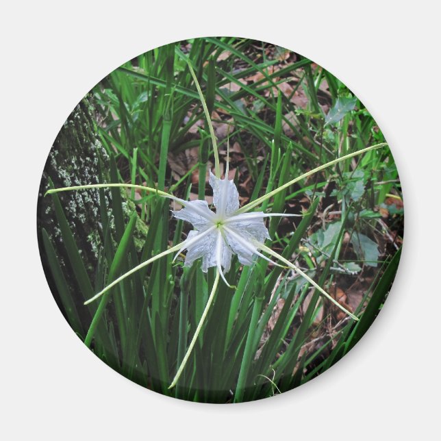 Sumpflilie Magnet (Vorne)