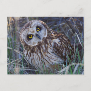 Sumpfohreule Postkarte