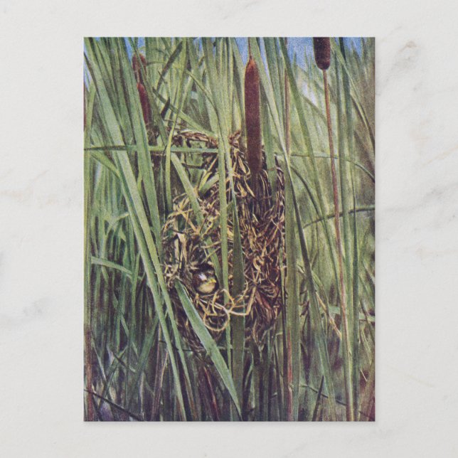 Sumpfrohrsängernest in Rohrkolben Postkarte (Vorderseite)