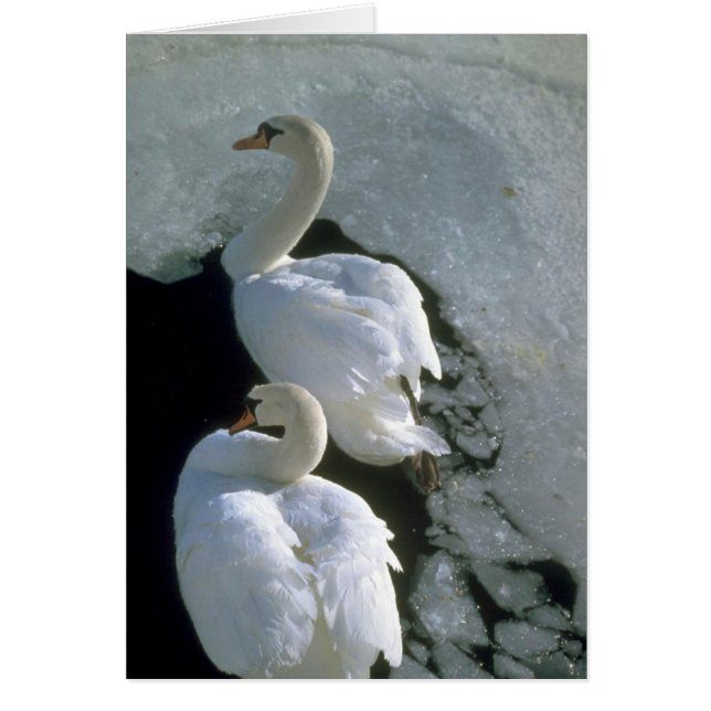 Sumpfschwäne (Vorne)