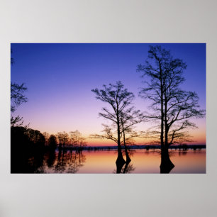 Sumpfzypressen vor Sonnenuntergang, Poster