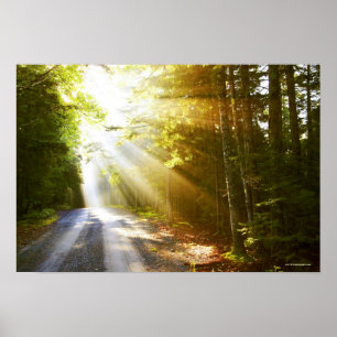 Sun Beams Through Forest in Acadia National Park Poster