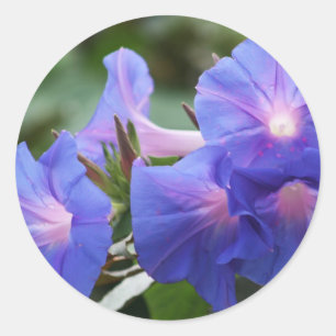 Sun belichtete Blau-und Lavendel-Winden Runder Aufkleber
